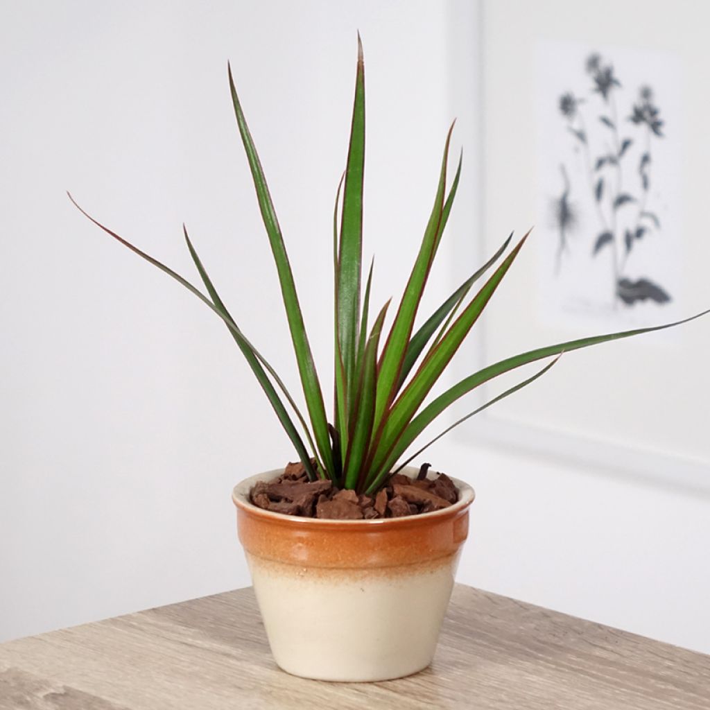 Dracaena marginata - Drachenbaum