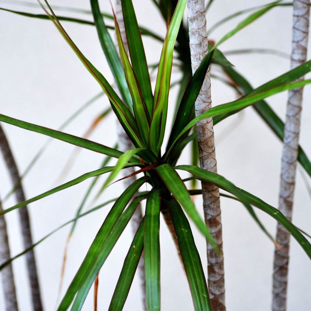 Dracaena marginata - Drachenbaum