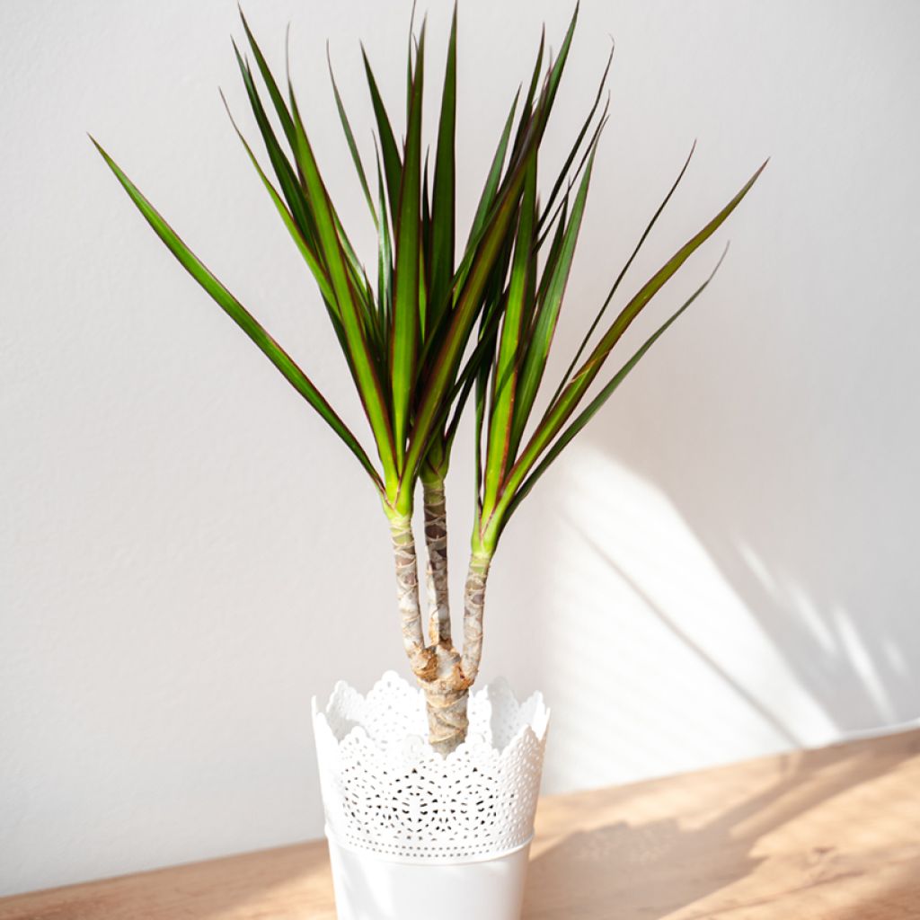 Dracaena marginata - Drachenbaum