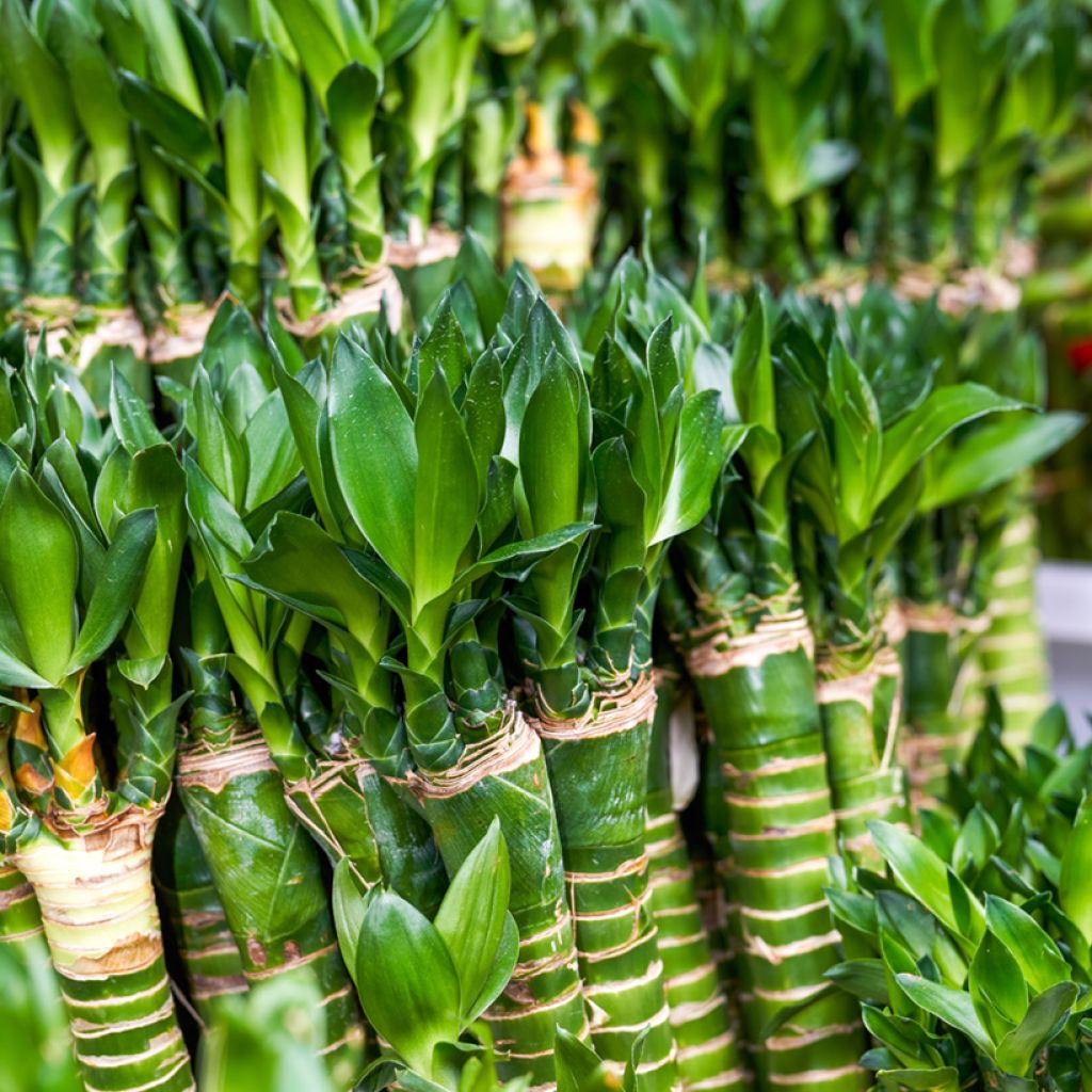 Dracaena sanderiana - Glücksbambus