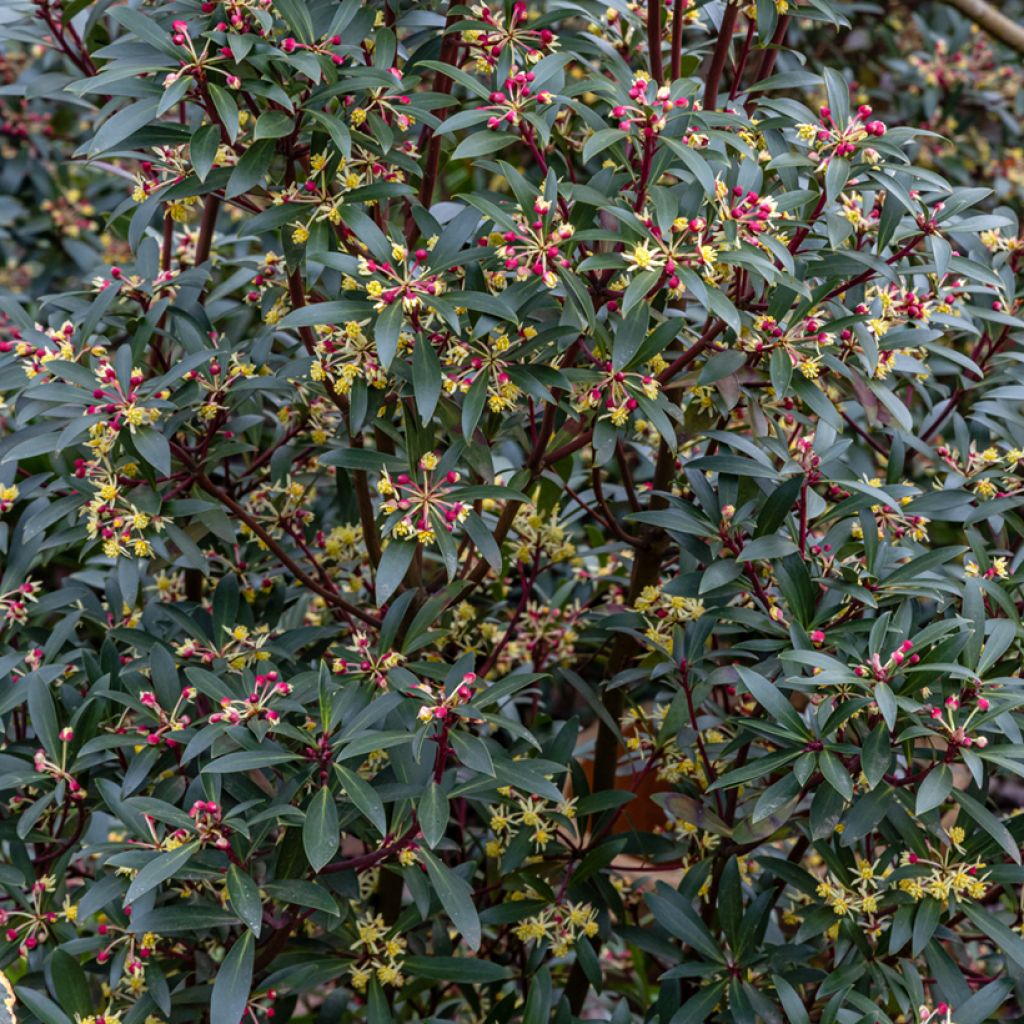 Drimys aromatica Red Spice - Tasmanischer Bergpfeffer