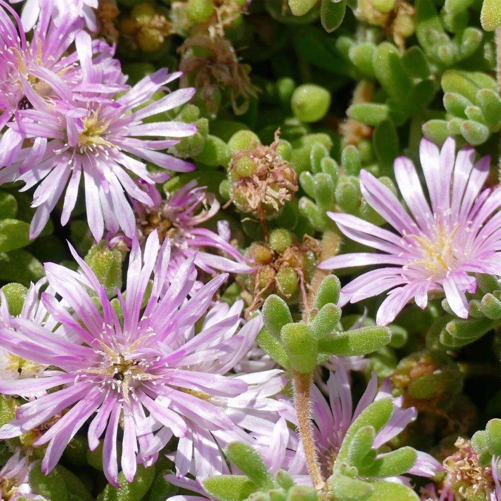Drosanthemum candens - Drosanthemum