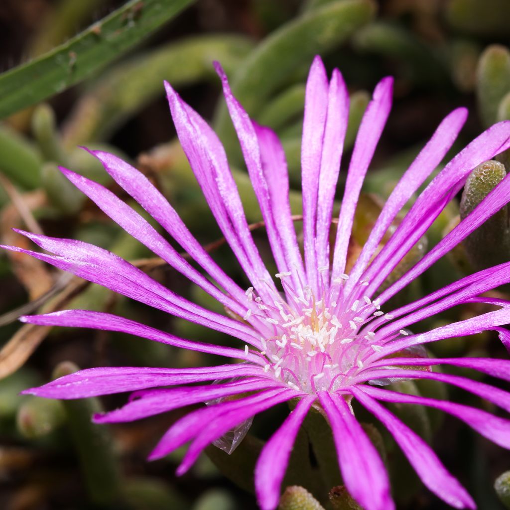 Drosanthemum candens - Drosanthemum