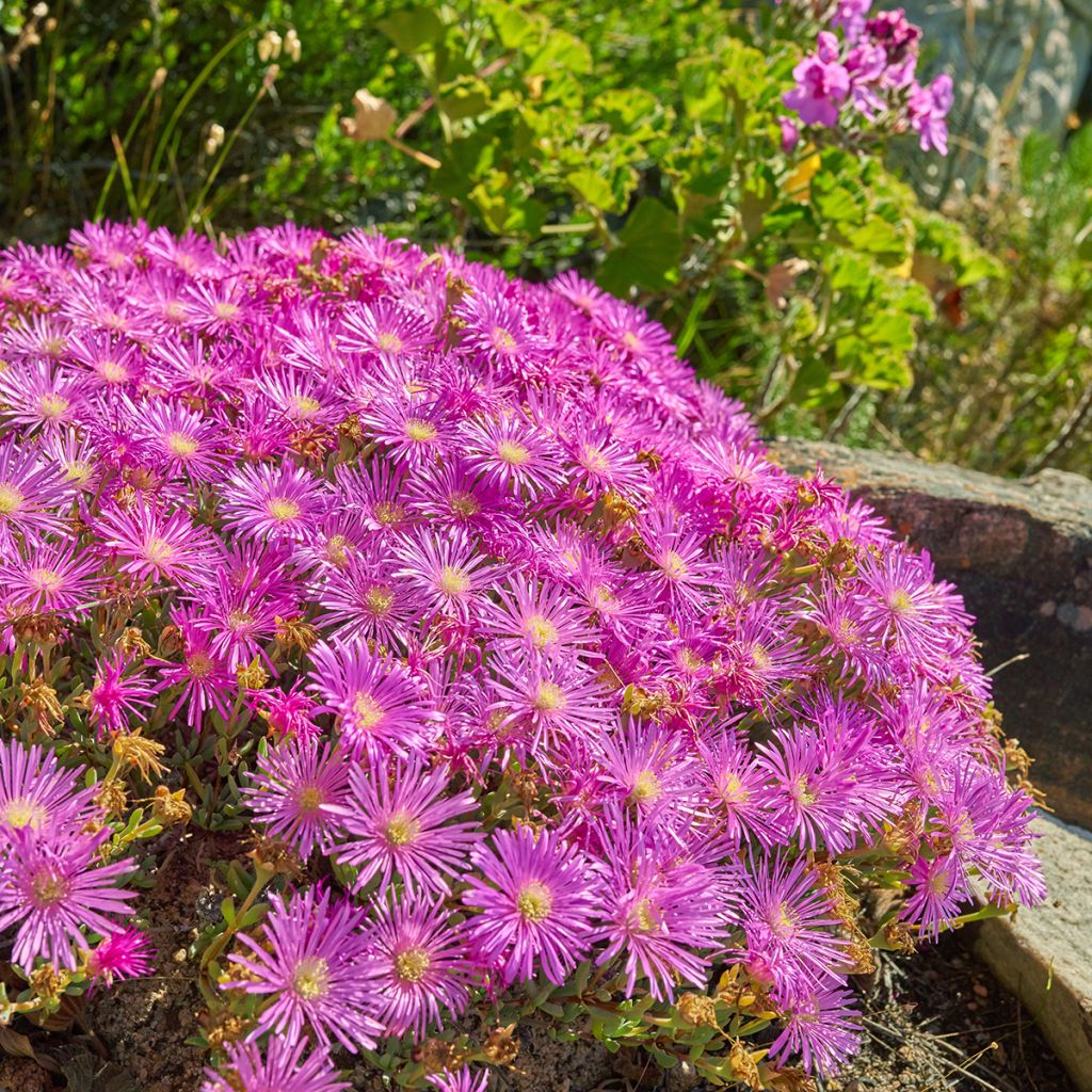 Drosanthemum candens - Drosanthemum