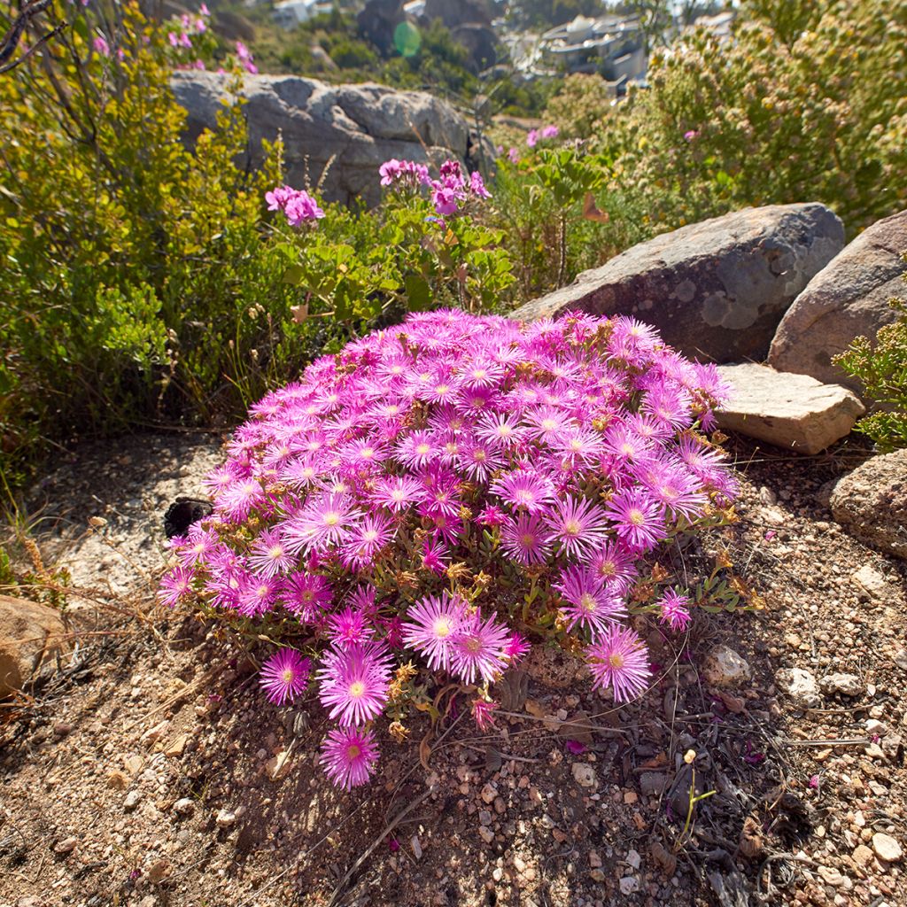 Drosanthemum candens - Drosanthemum