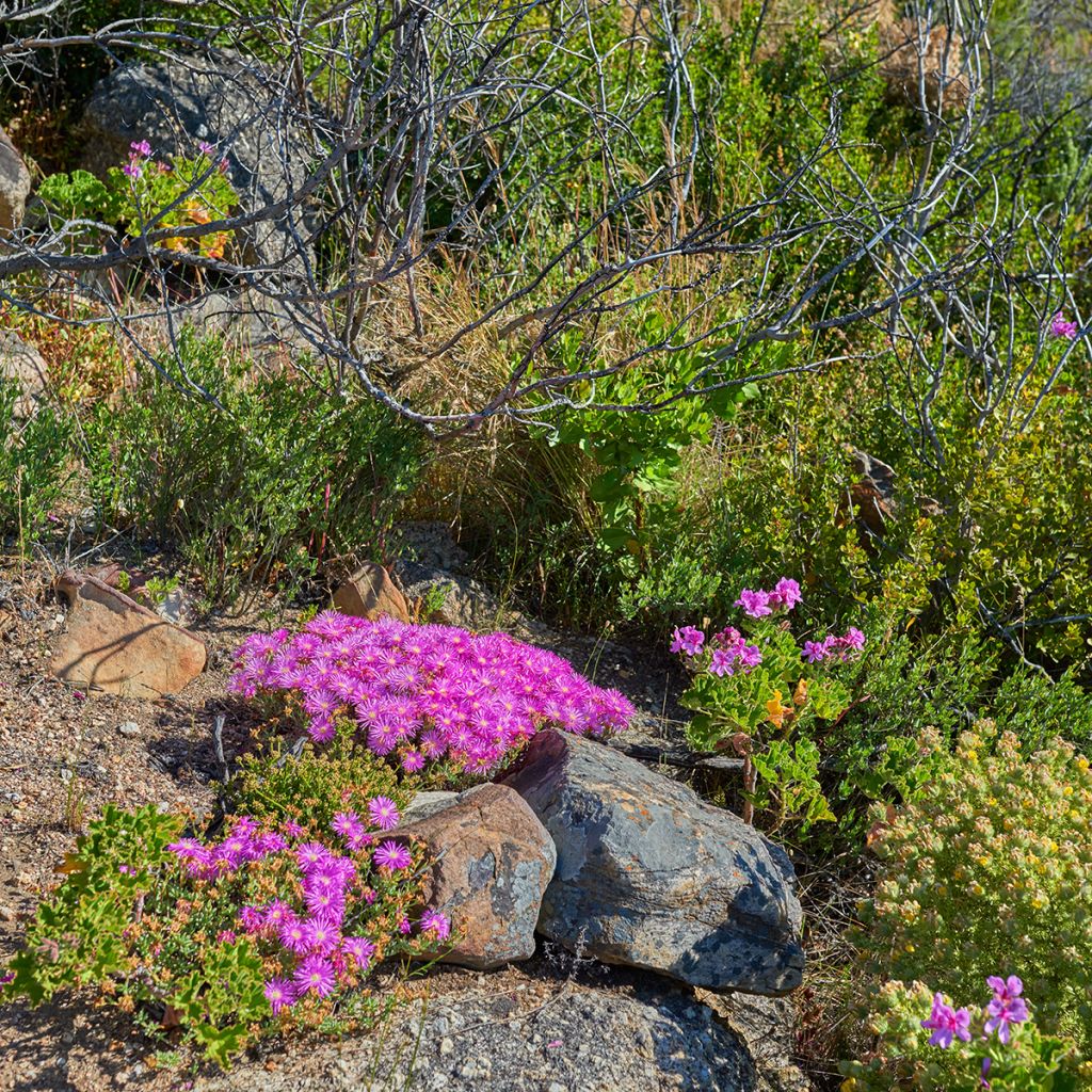 Drosanthemum candens - Drosanthemum
