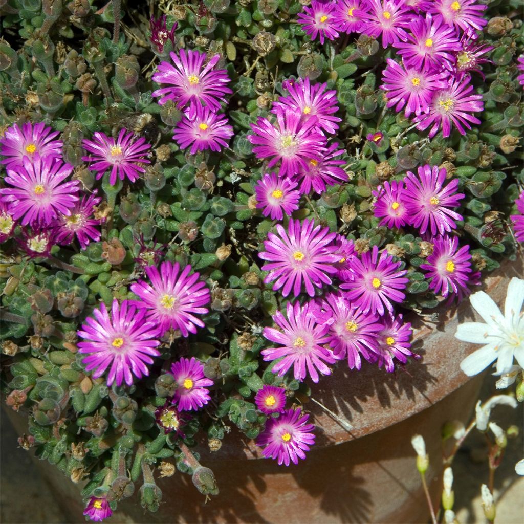 Drosanthemum hispidum - Drosanthemum
