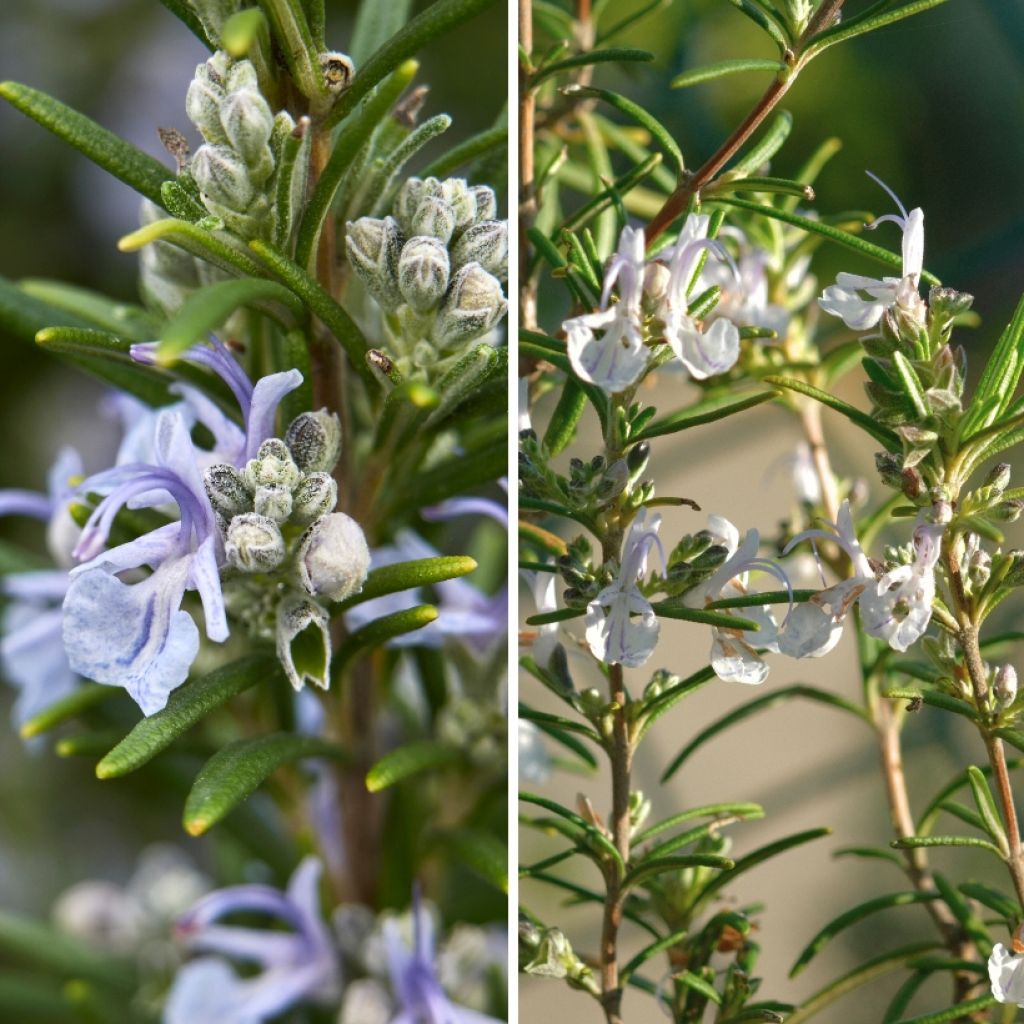 Duo von blauem und weißem Rosmarin