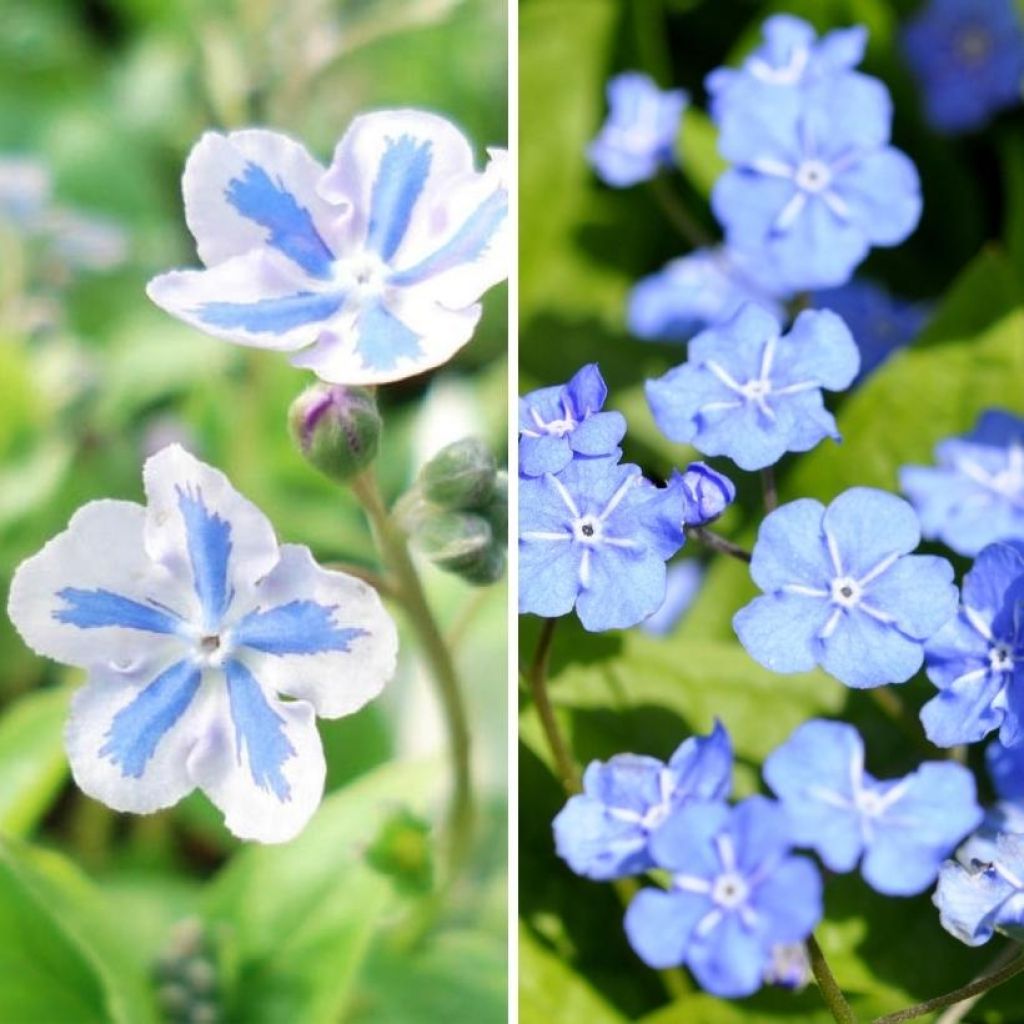 Duo Omphalodes"
"Duo Omphalodes" ist eine wunderschöne Kombination aus zwei Sorten der Gattung Omphalodes, auch bekannt als Frühlings-Gedenkemein. Diese Pflanzen sind perfekt für den Gartenliebhaber, der nach einer farbenfrohen und pflegeleichten Ergänzu