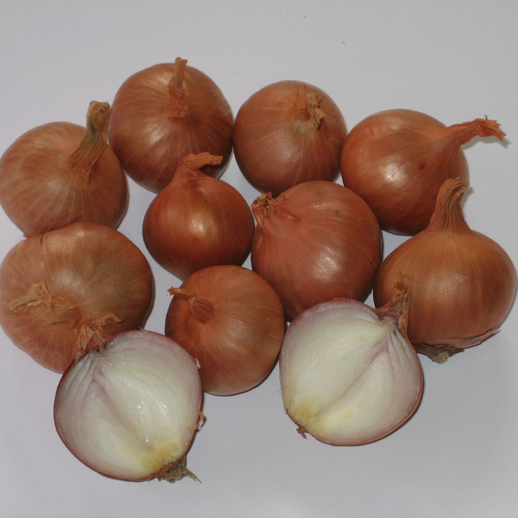 Schalotte Red Sun