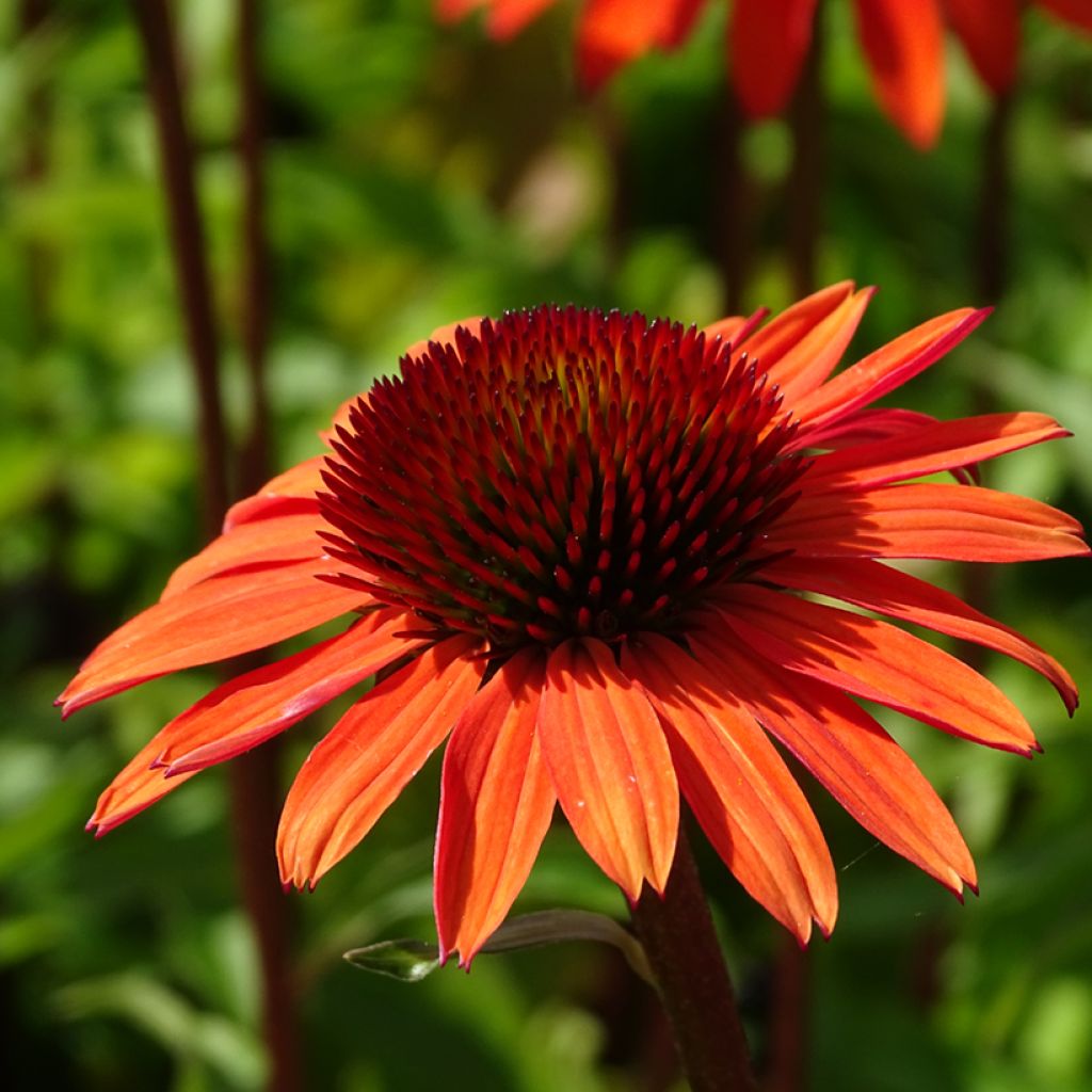 Echinacea purpurea Hot Summer - Sonnenhut