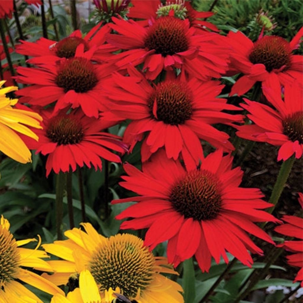 Echinacea Kismet Red - Scheinsonnenhut
