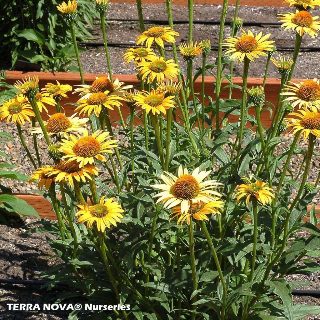 Echinacea purpurea Mac 'n' Cheese - Rudbeckia pourpre Mac 'n' Cheese
