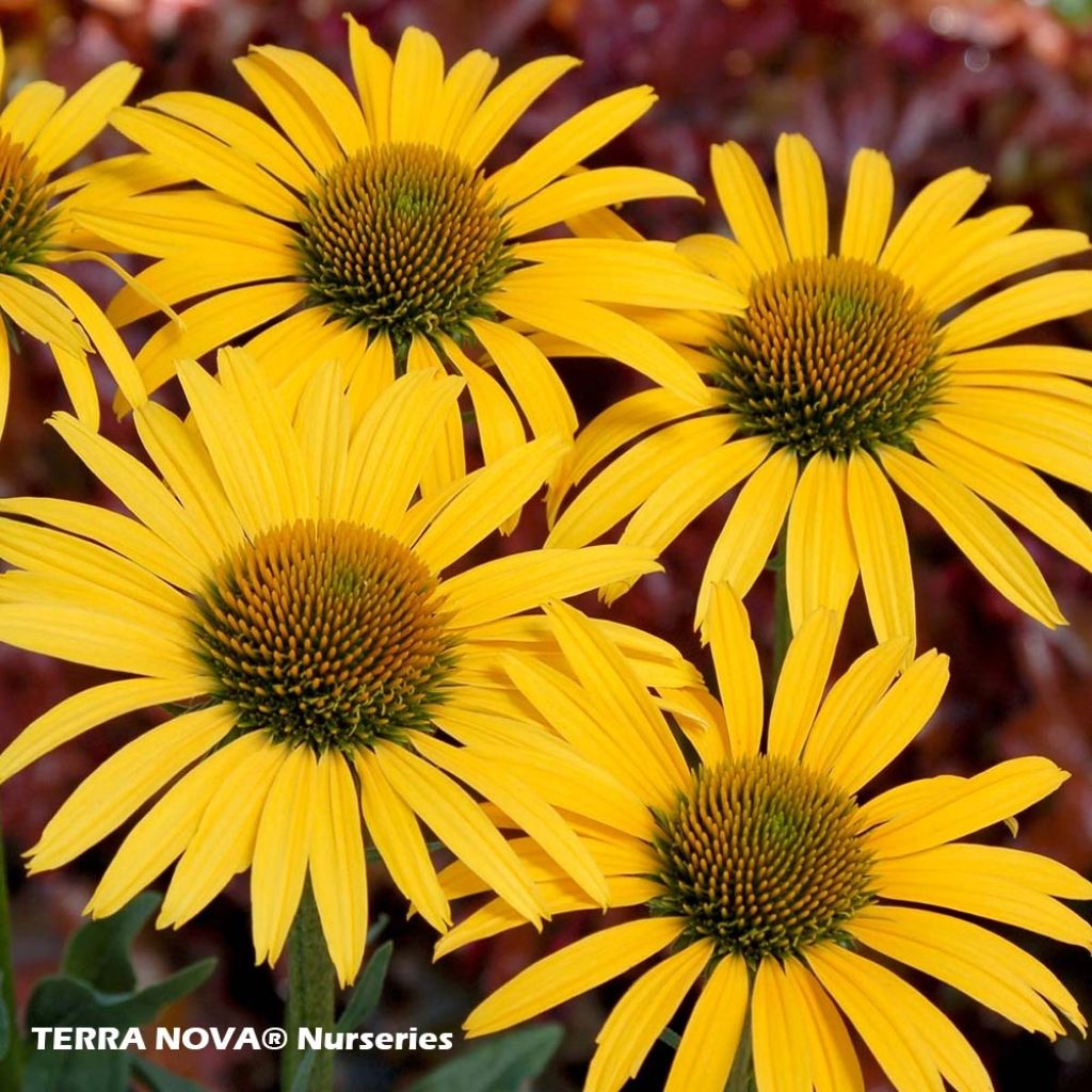 Echinacea purpurea Mac 'n' Cheese - Rudbeckia pourpre Mac 'n' Cheese