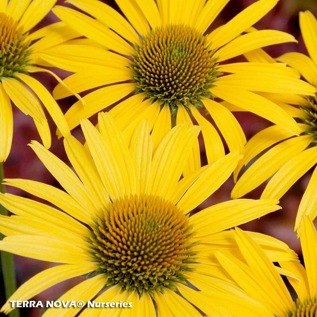 Echinacea purpurea Mac 'n' Cheese - Rudbeckia pourpre Mac 'n' Cheese