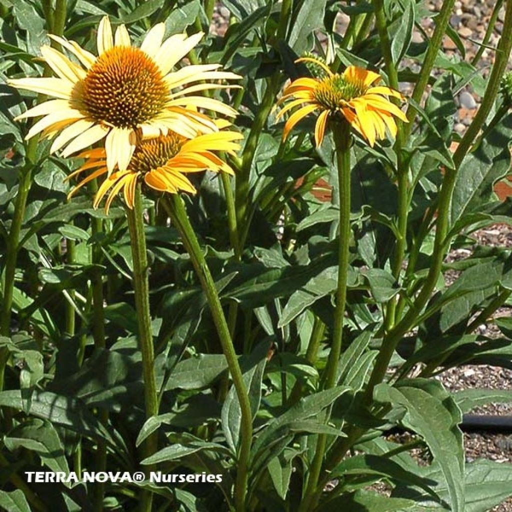 Echinacea purpurea Mac 'n' Cheese - Rudbeckia pourpre Mac 'n' Cheese
