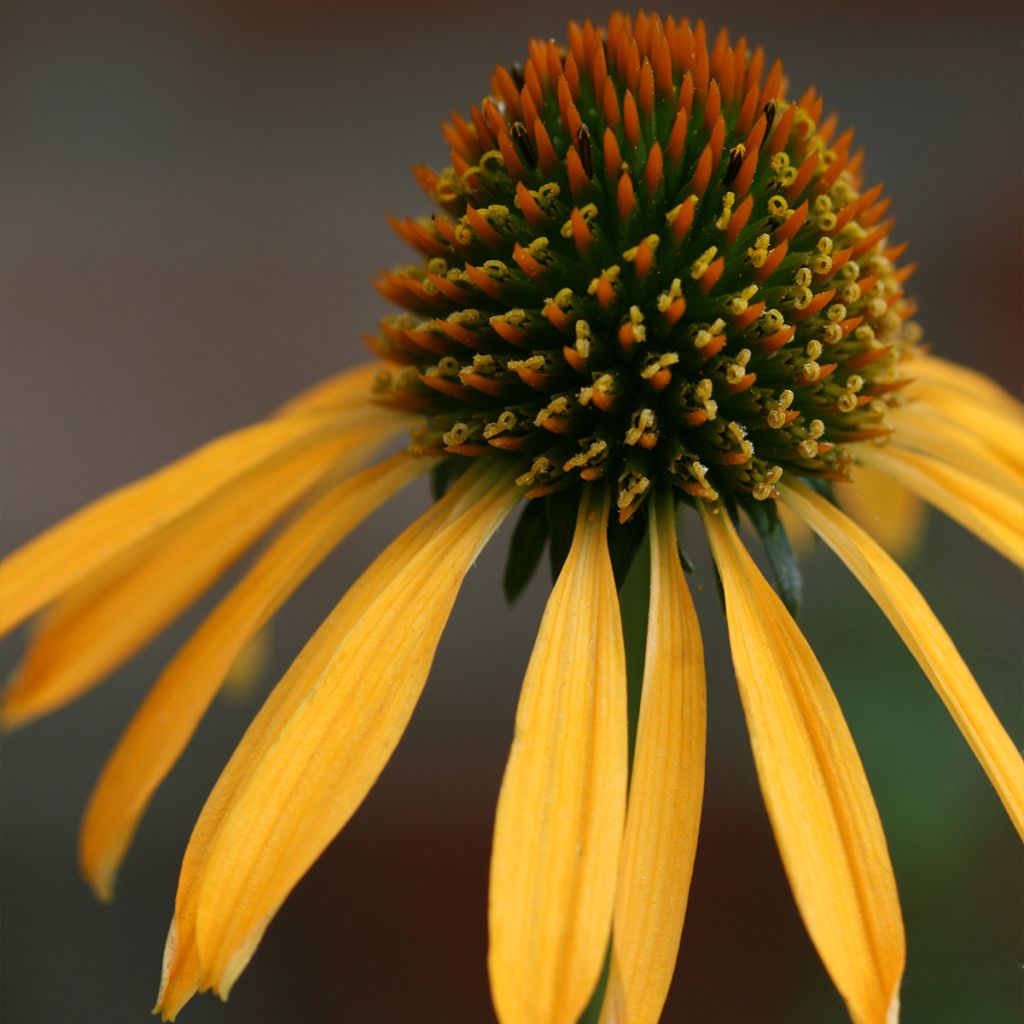Echinacea purpurea Mango Medowbrite - Sonnenhut