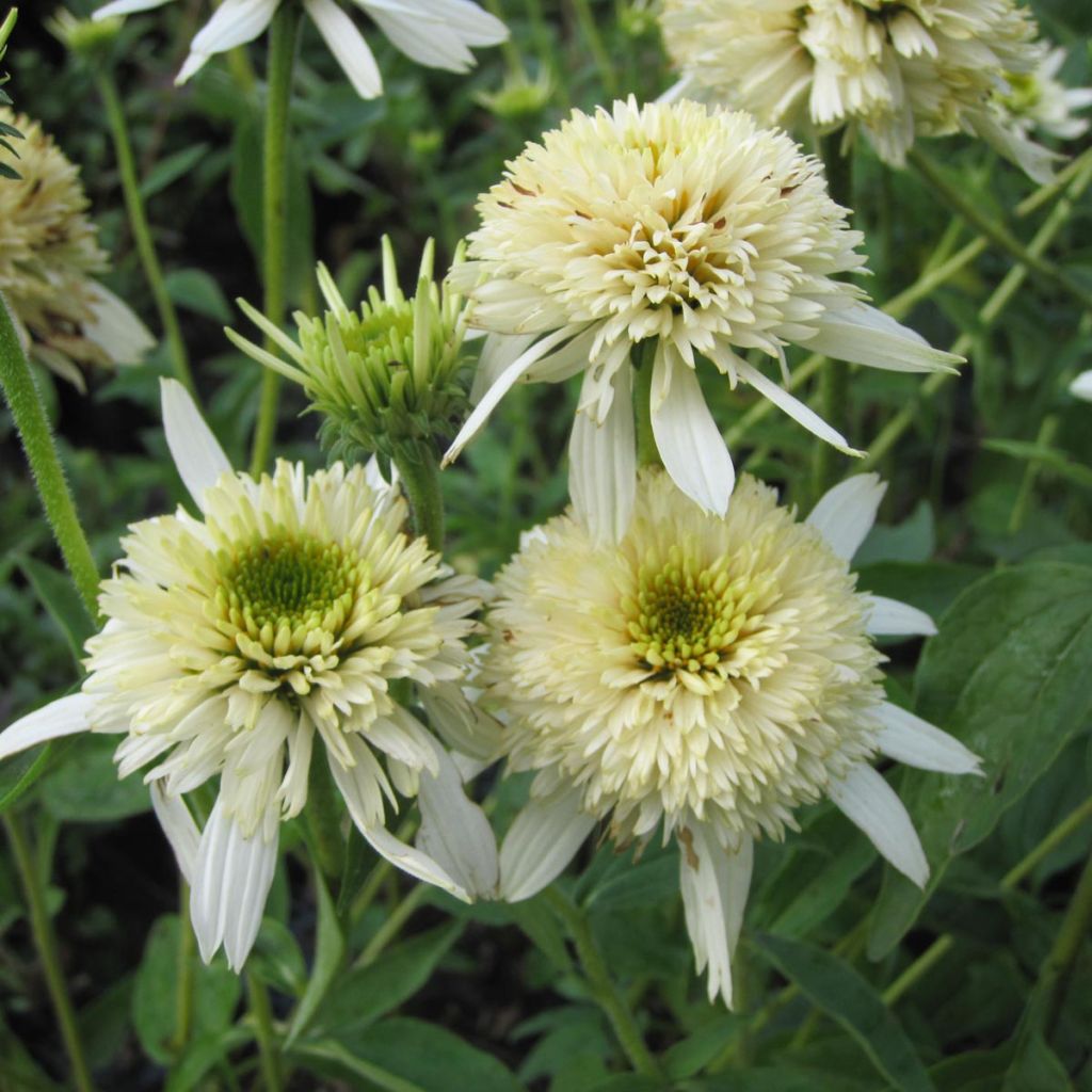 Echinacea purpurea Mozarella - Sonnenhut