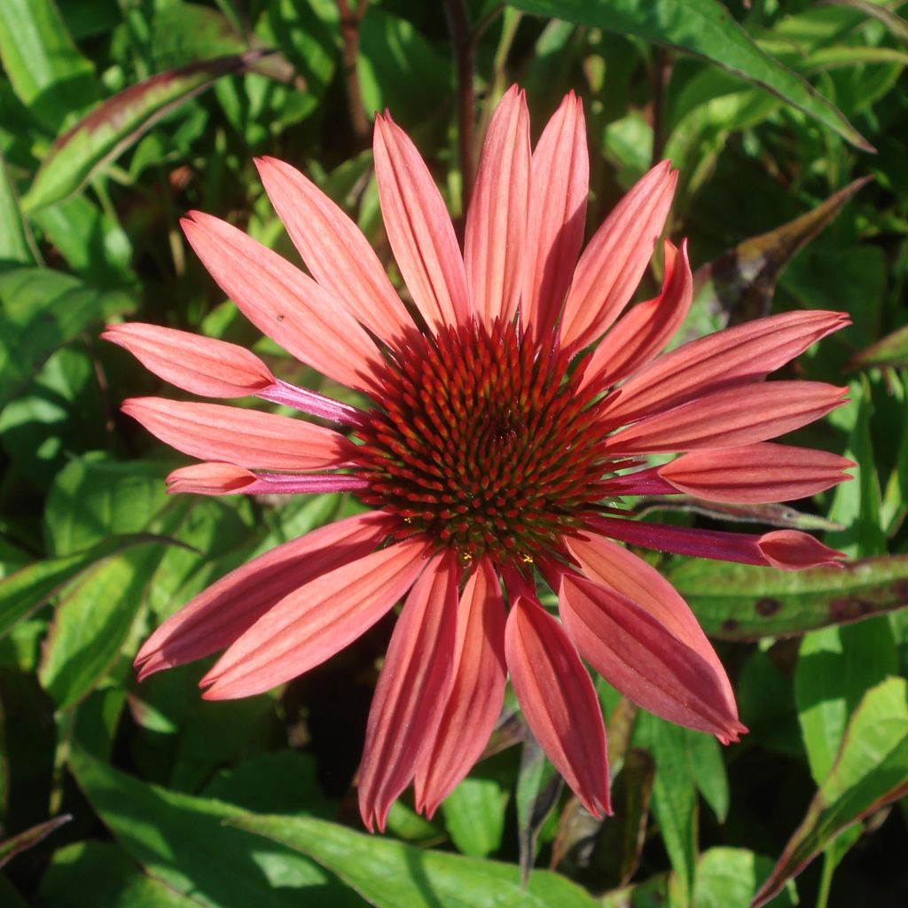 Echinacea Sunset - Scheinsonnenhut