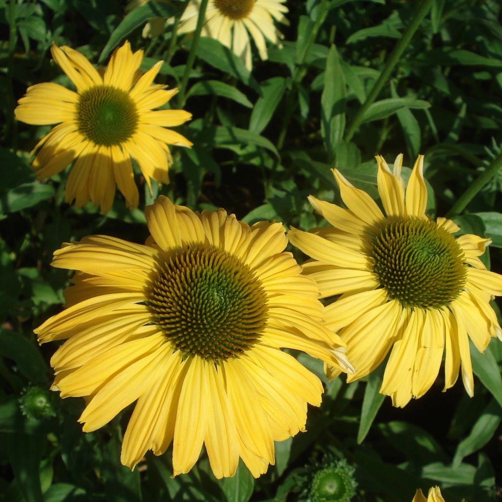 Echinacea purpurea Daydream - Sonnenhut