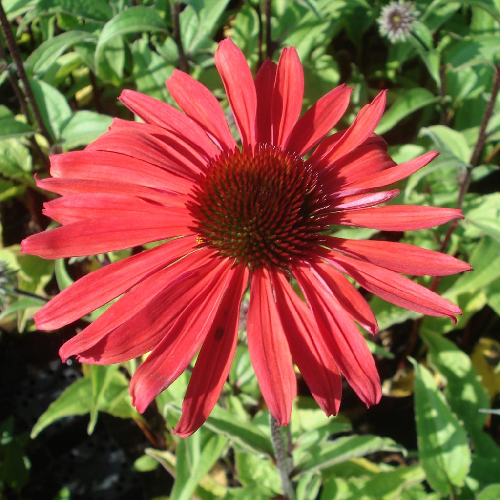 Echinacea purpurea Solar Flare - Sonnenhut