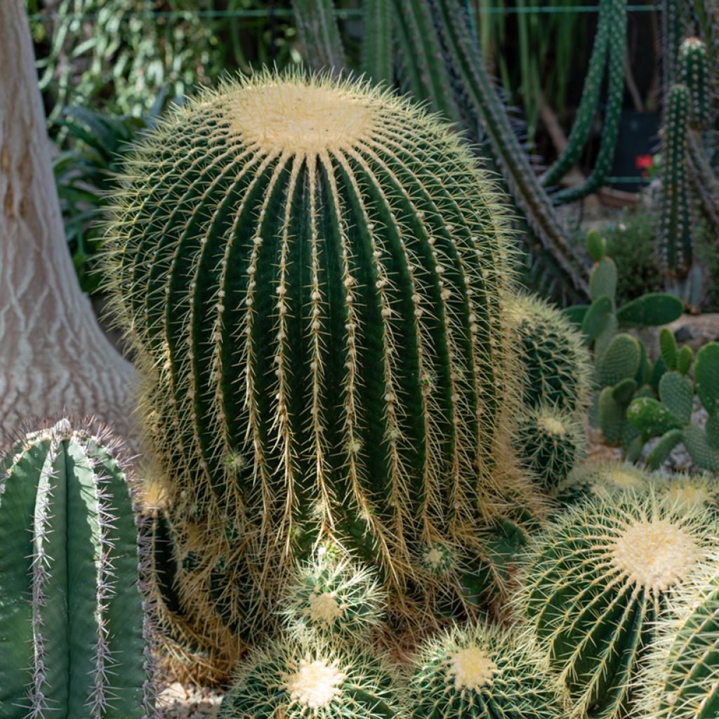 Echinocactus grusonii