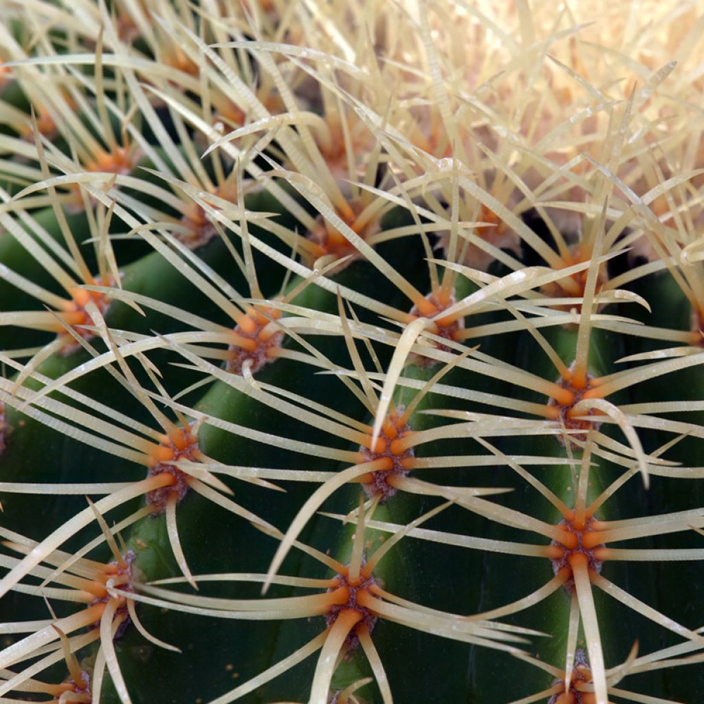 Echinocactus grusonii