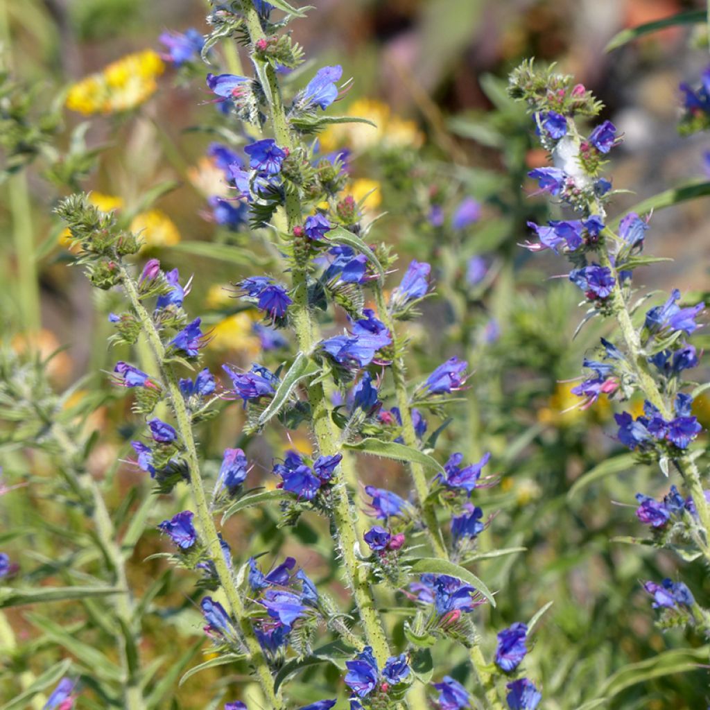 Echium vulgare (Samen) - Gemeiner Natternkopf