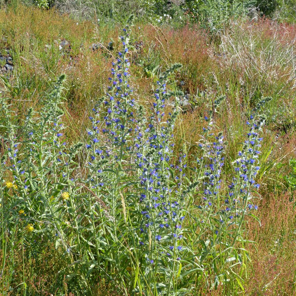 Echium vulgare (Samen) - Gemeiner Natternkopf
