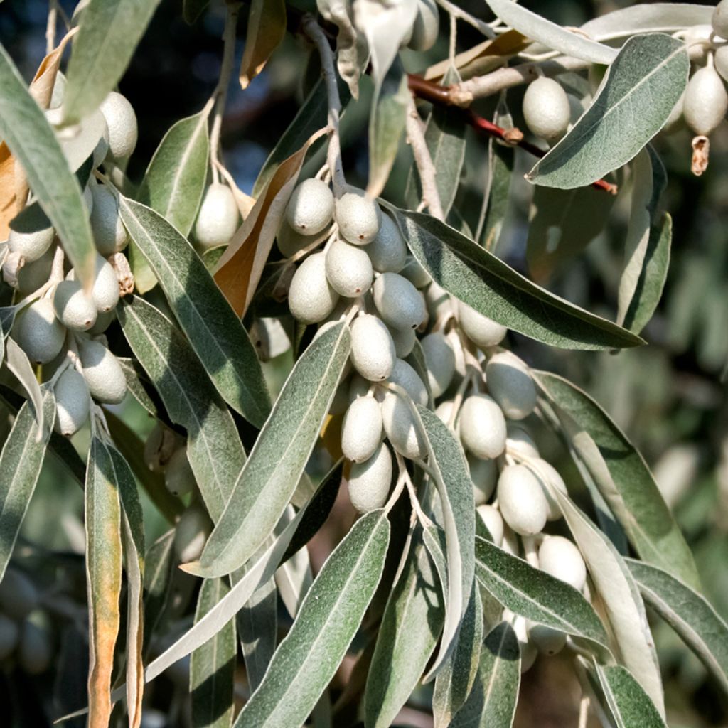 Schmalblättrige Ölweide - Elaeagnus angustifolia