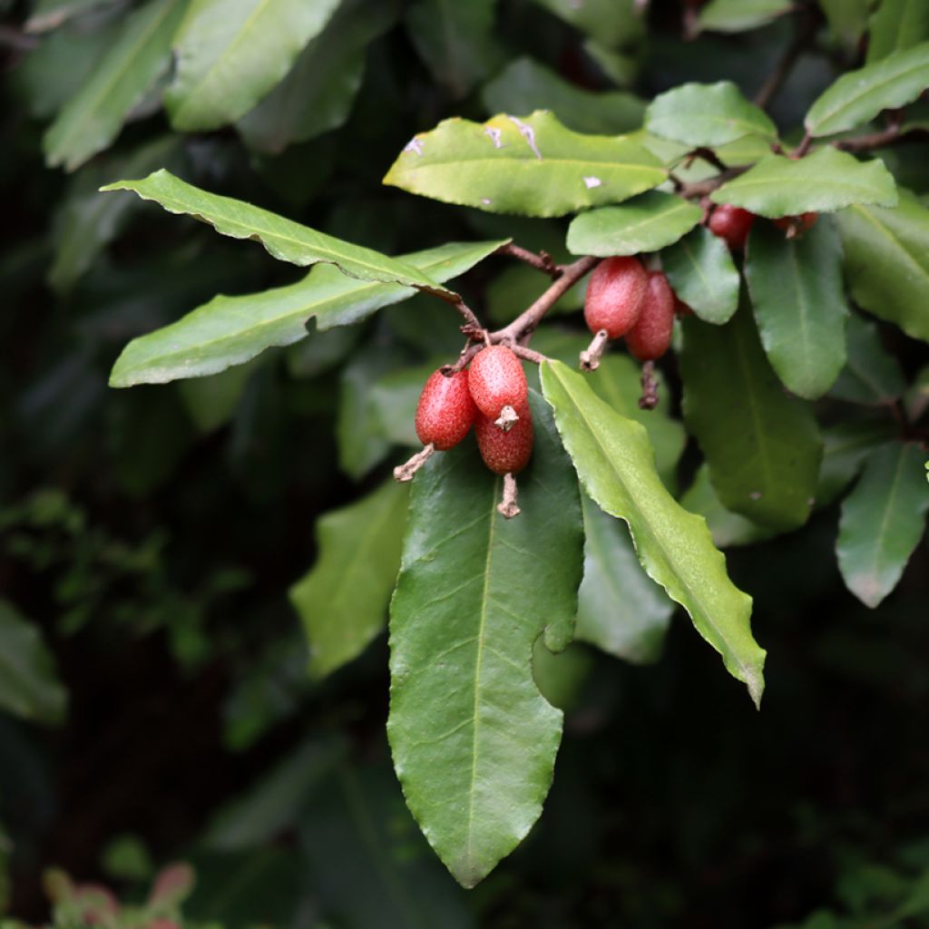 Wintergrüne Ölweide Compacta - Elaeagnus ebbingei
