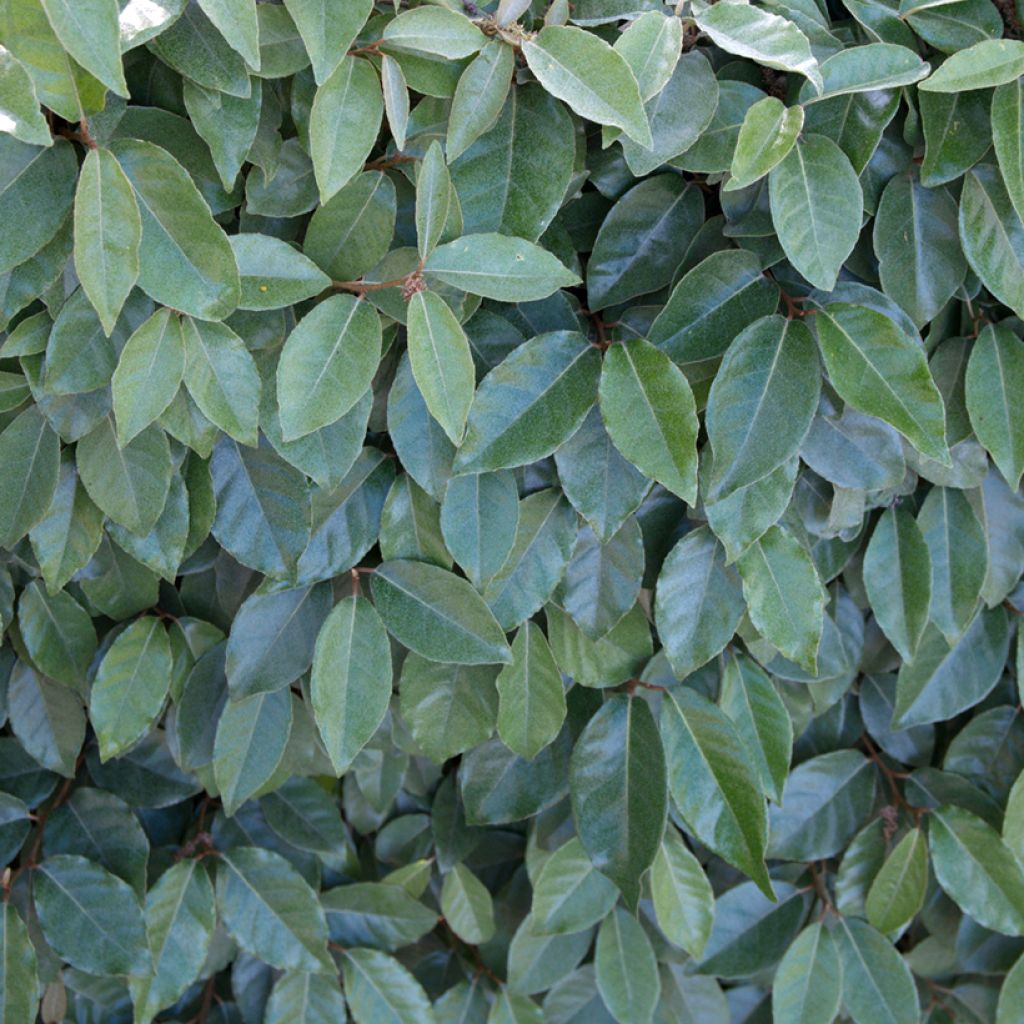 Wintergrüne Ölweide Compacta - Elaeagnus ebbingei
