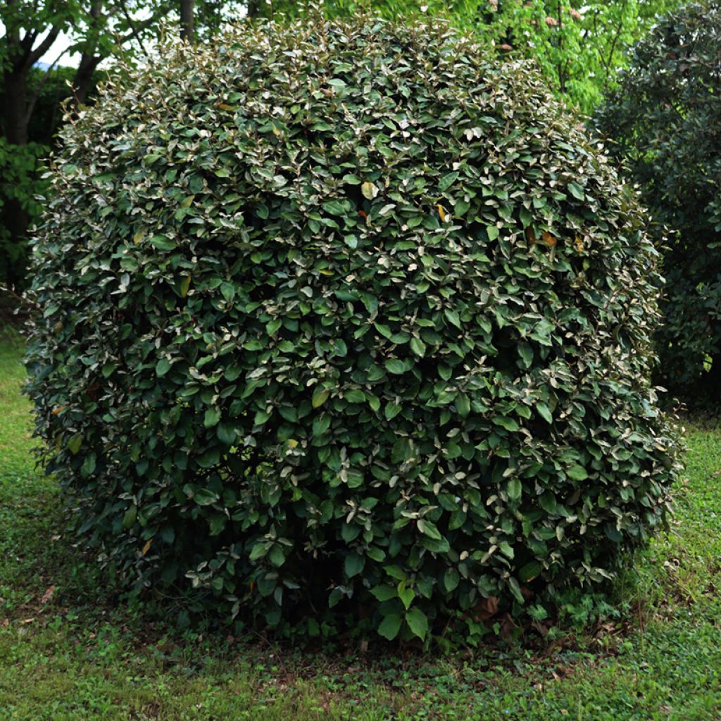 Wintergrüne Ölweide Compacta - Elaeagnus ebbingei