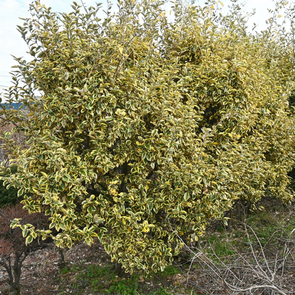 Wintergrüne Ölweide Gilt Edge - Elaeagnus ebbingei