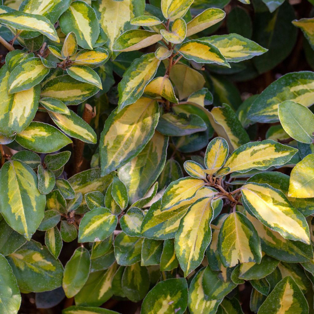 Wintergrüne Ölweide Limelight - Elaeagnus ebbingei