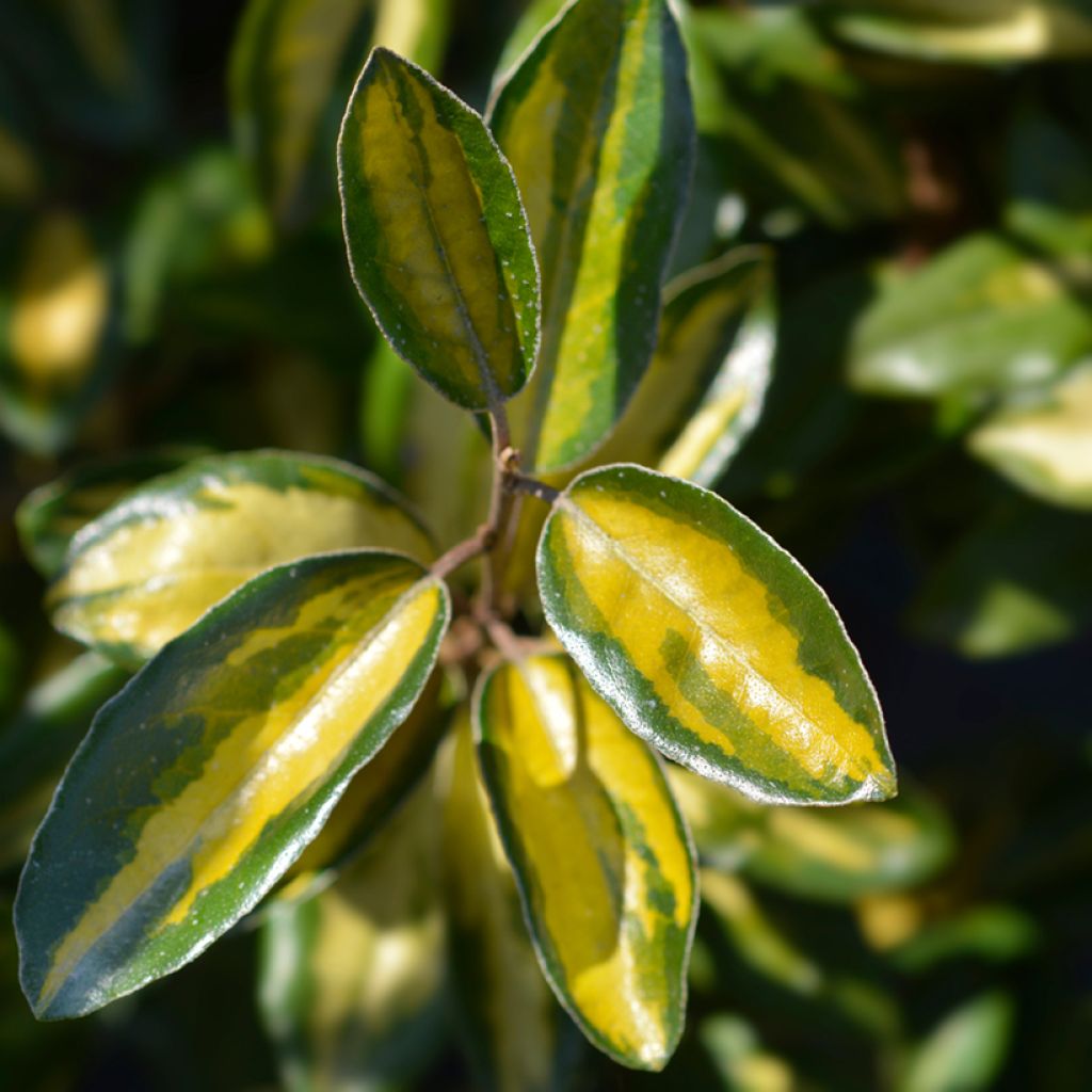 Wintergrüne Ölweide Limelight - Elaeagnus ebbingei