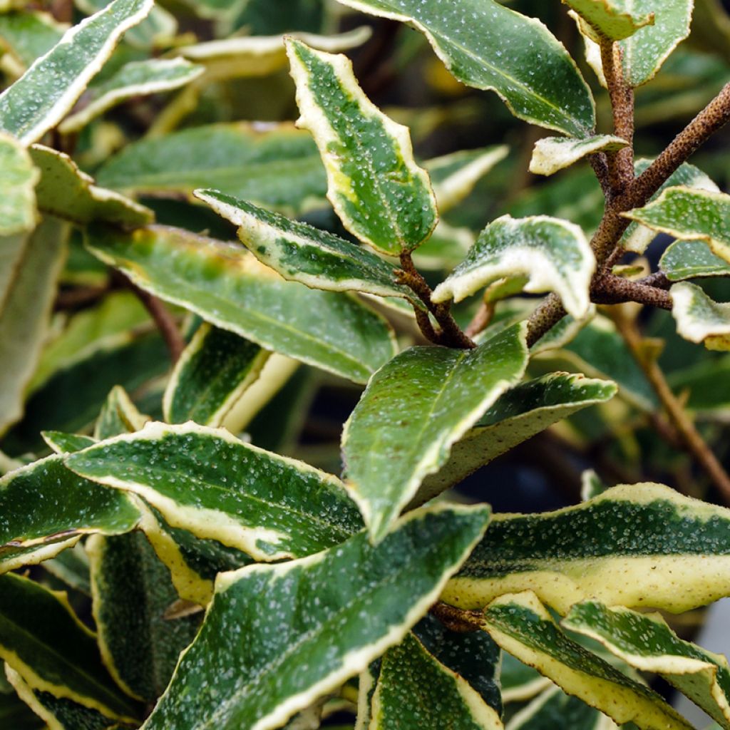 Stechende Ölweide Hosuba Fukurin - Elaeagnus pungens