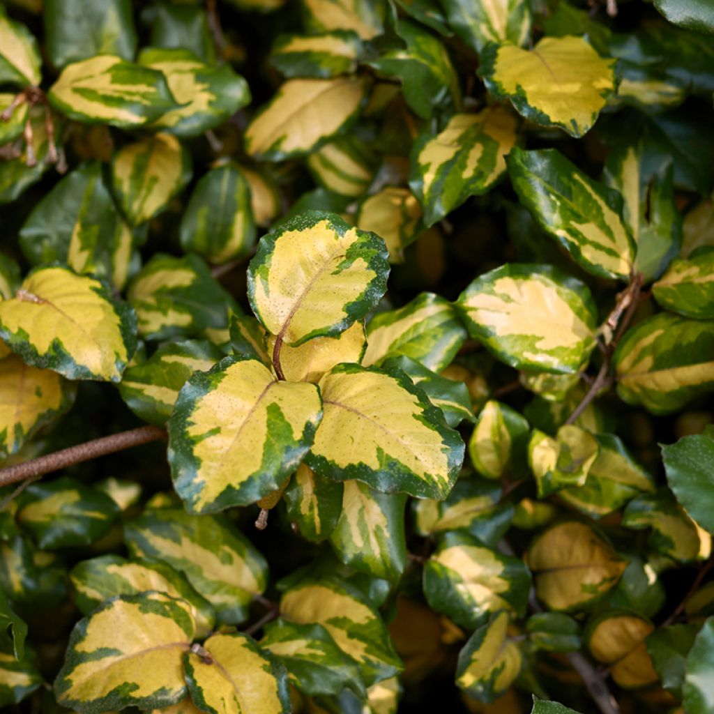 Stechende Ölweide Maculata - Elaeagnus pungens