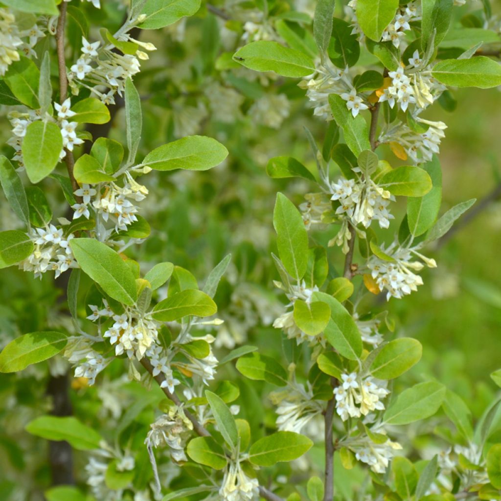 Korallen-Ölweide - Elaeagnus umbellata