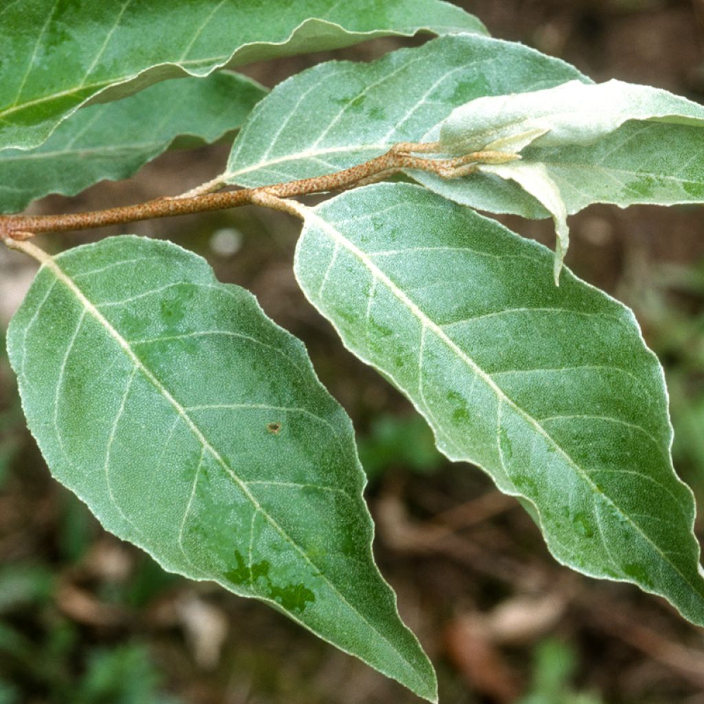 Korallen-Ölweide - Elaeagnus umbellata