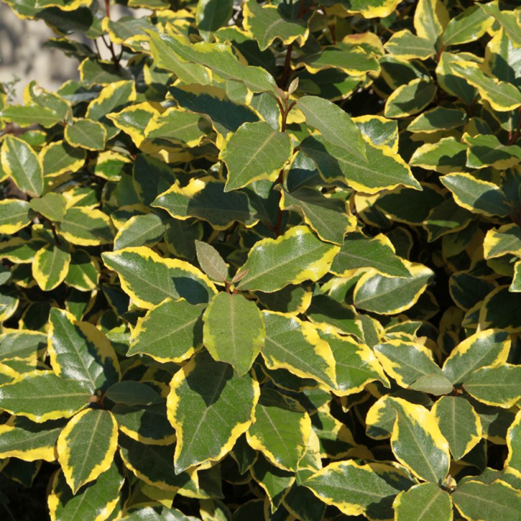 Wintergrüne Ölweide Viveleg - Elaeagnus ebbingei