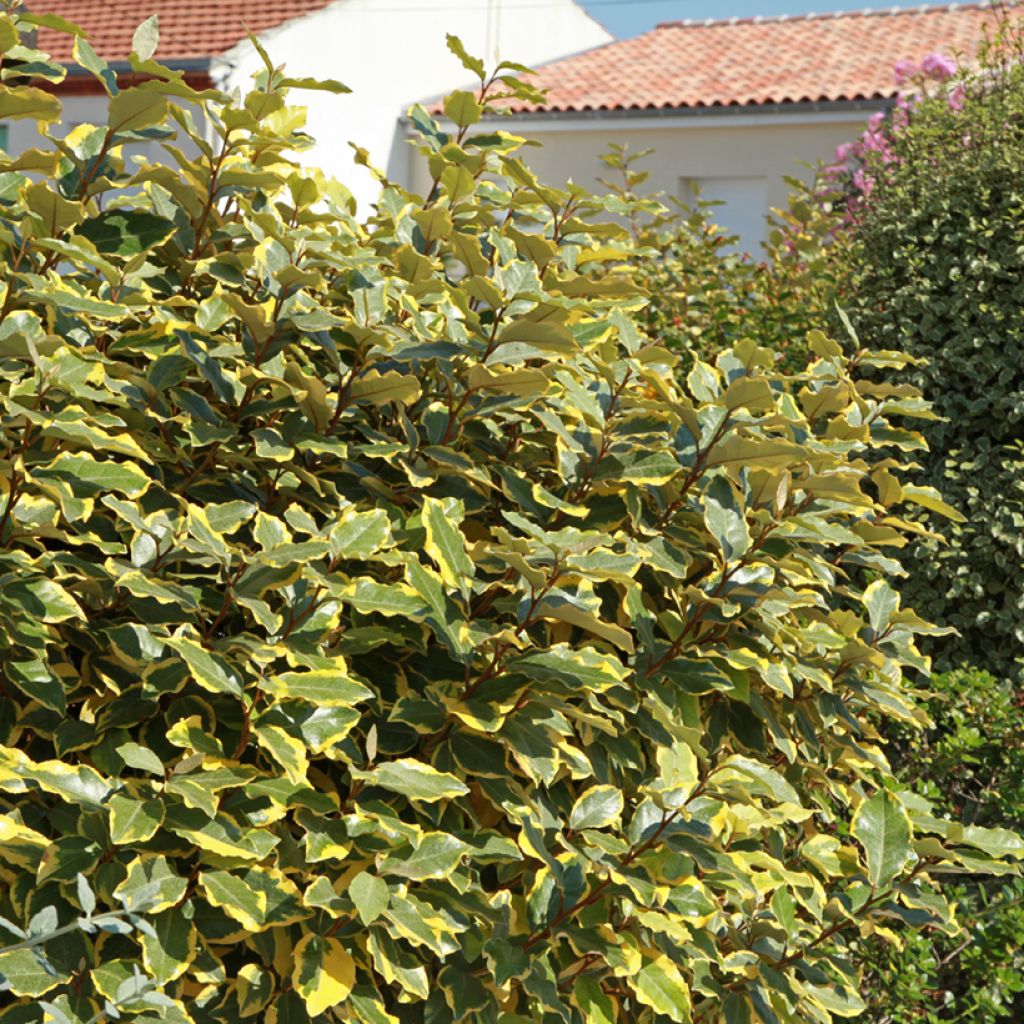 Wintergrüne Ölweide Viveleg - Elaeagnus ebbingei