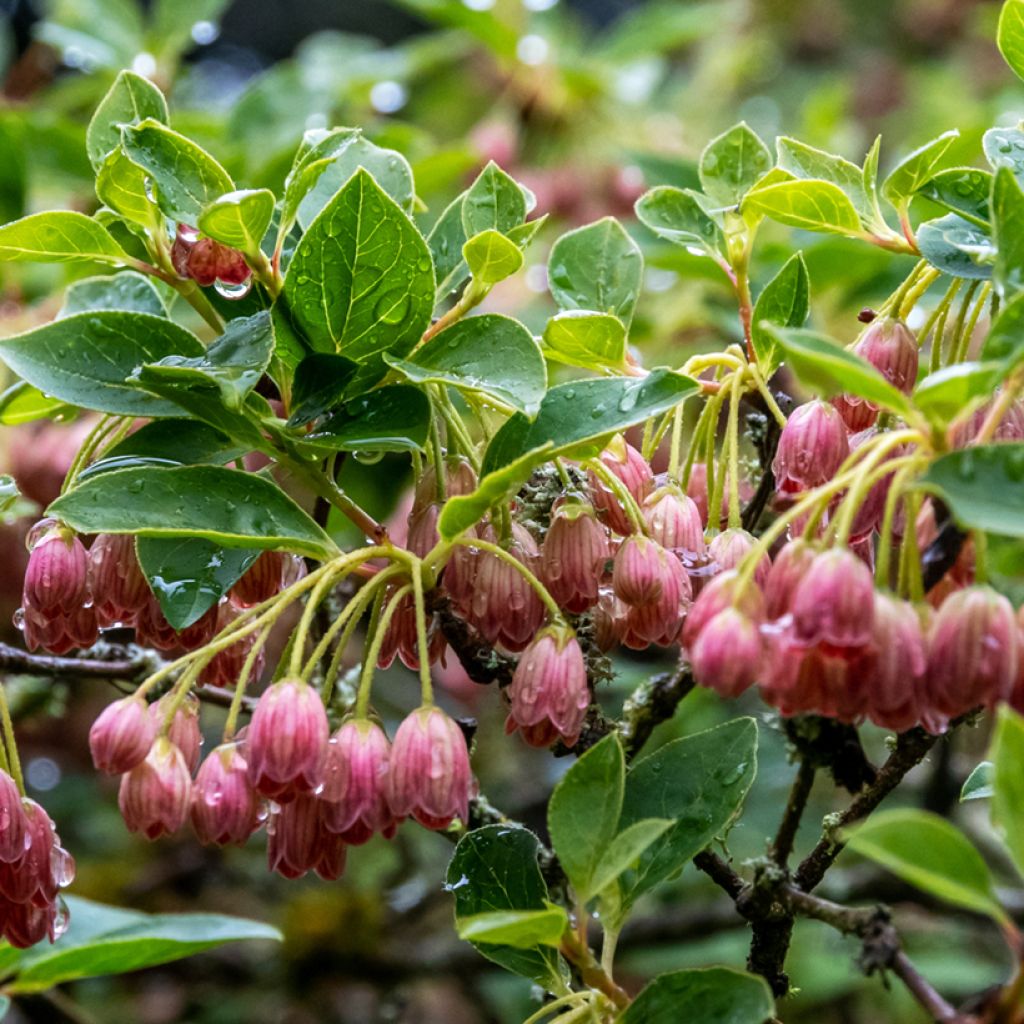 Enkianthus campanulatus Red Bells - Prachtglocke