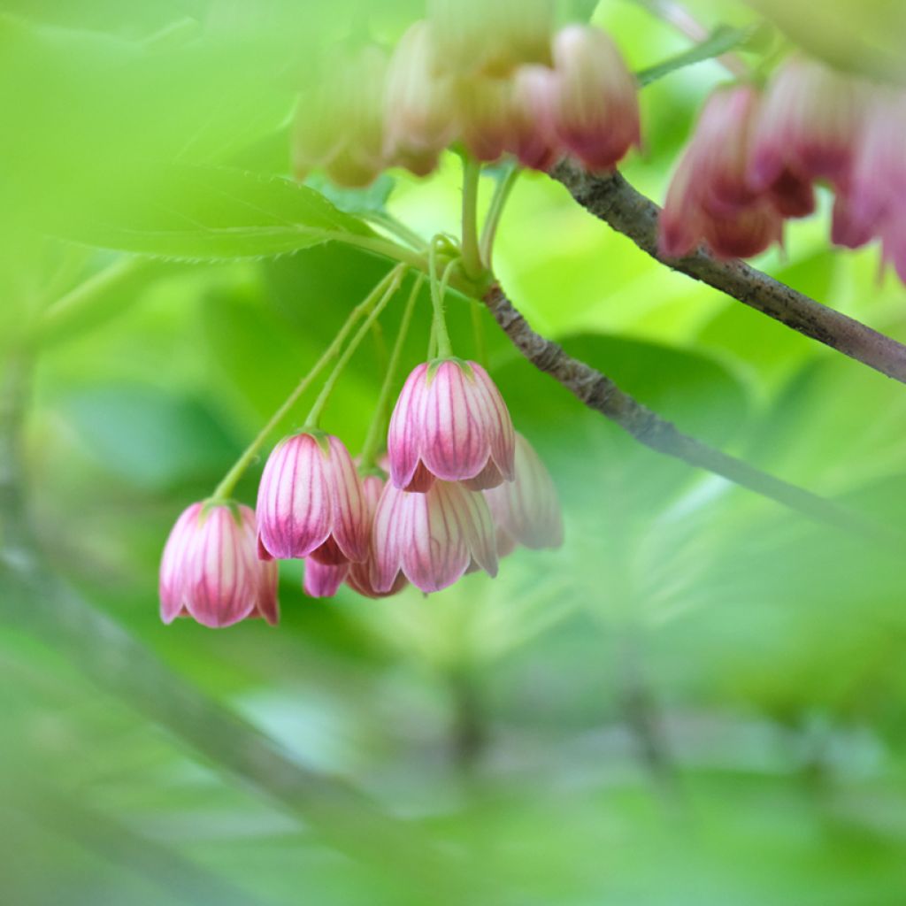 Enkianthus campanulatus Red Bells - Prachtglocke