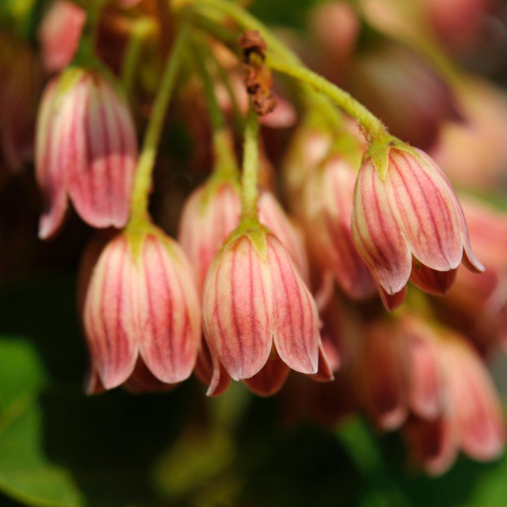 Enkianthus campanulatus var. palibinii - Prachtglocke