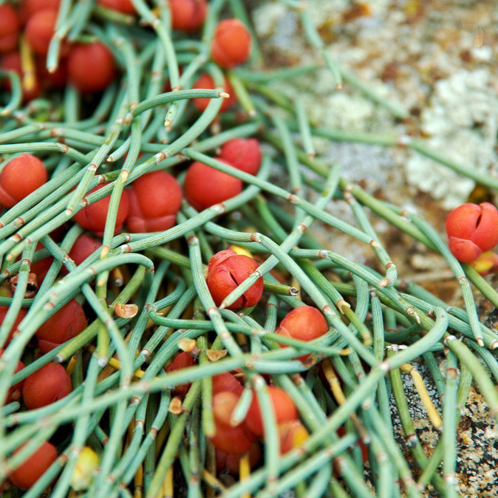 Ephedra minima