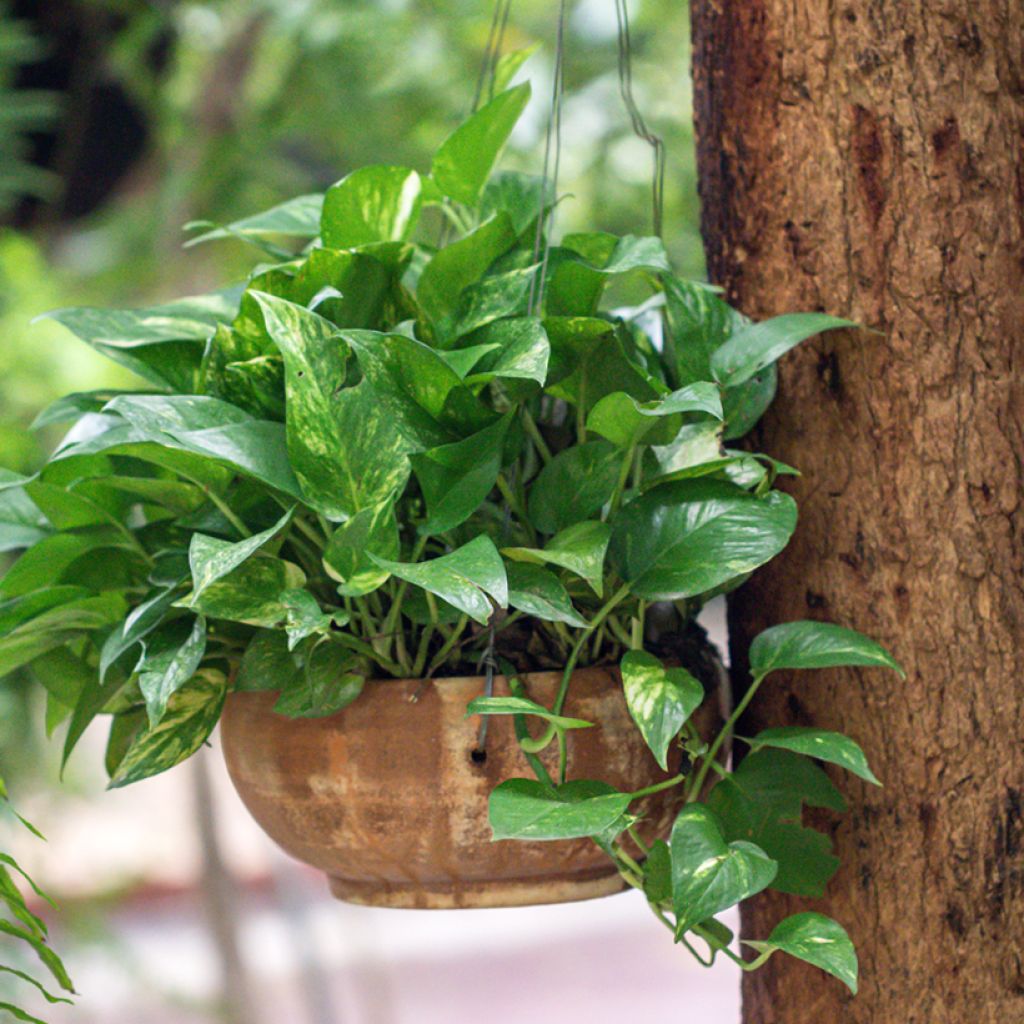 Efeutute - Epipremnum aureum