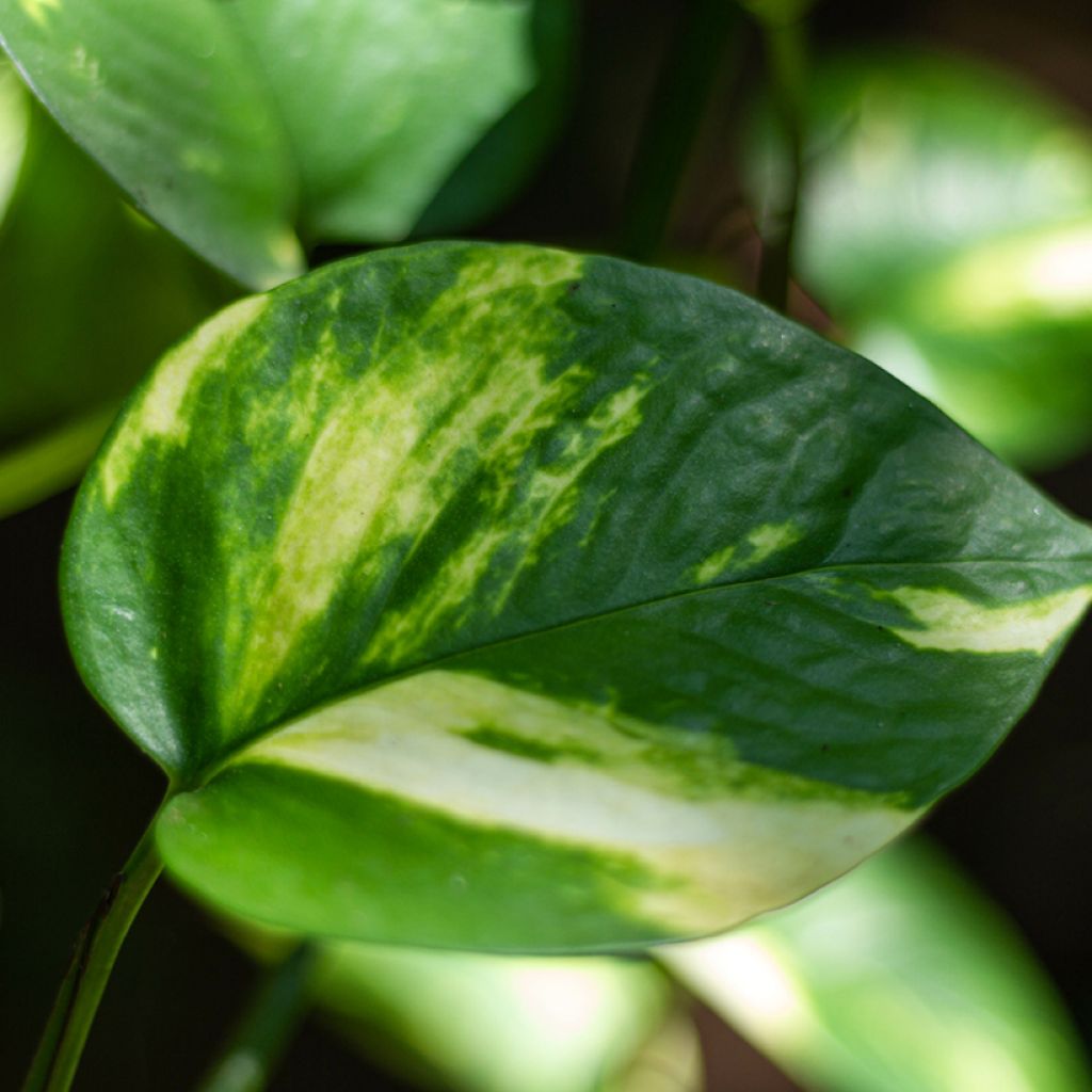 Efeutute - Epipremnum aureum