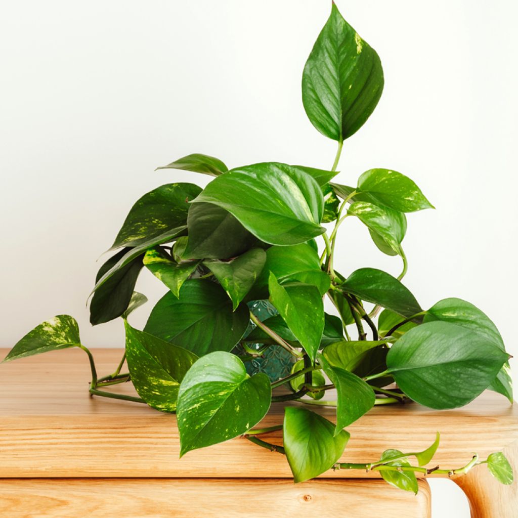 Efeutute - Epipremnum aureum