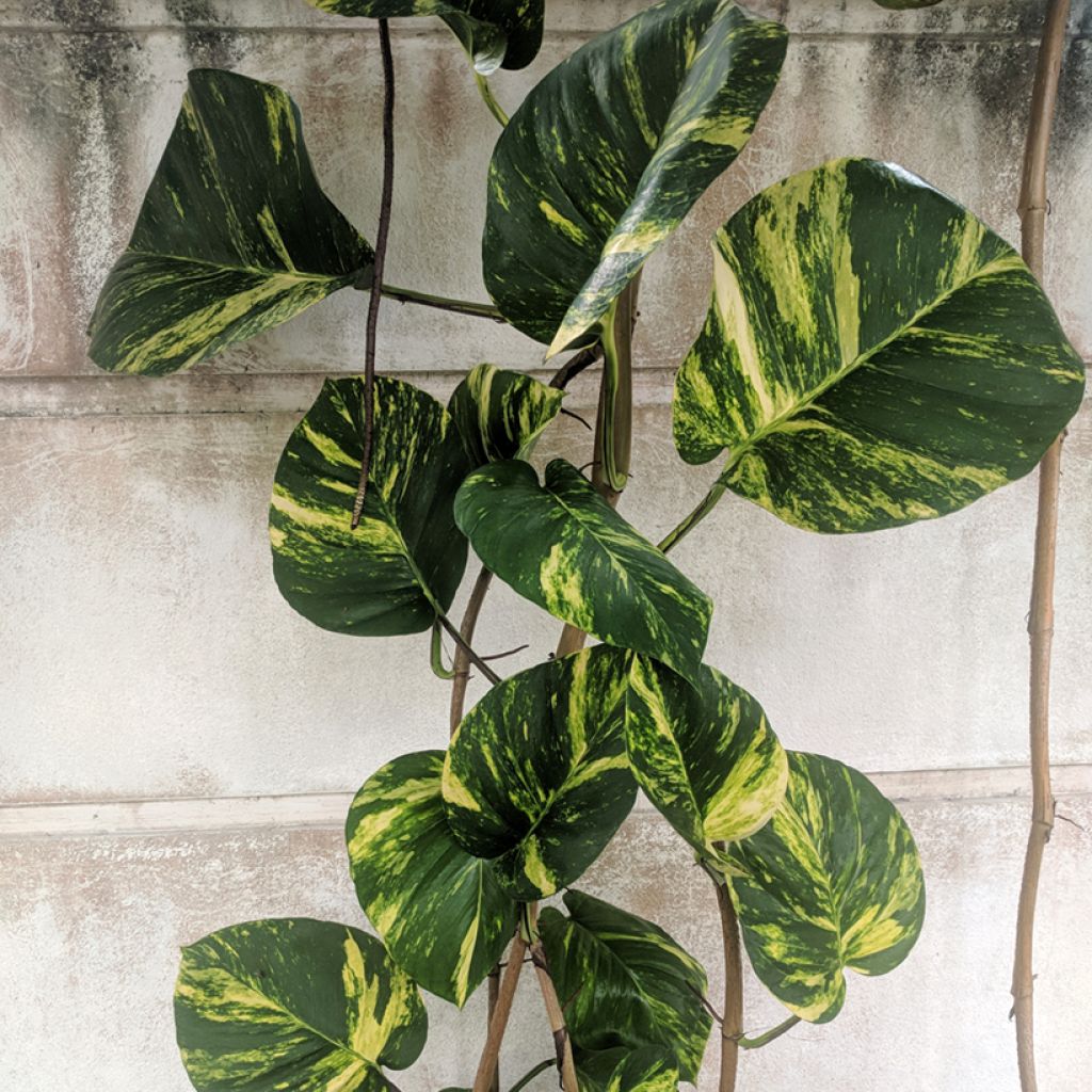 Efeutute - Epipremnum aureum